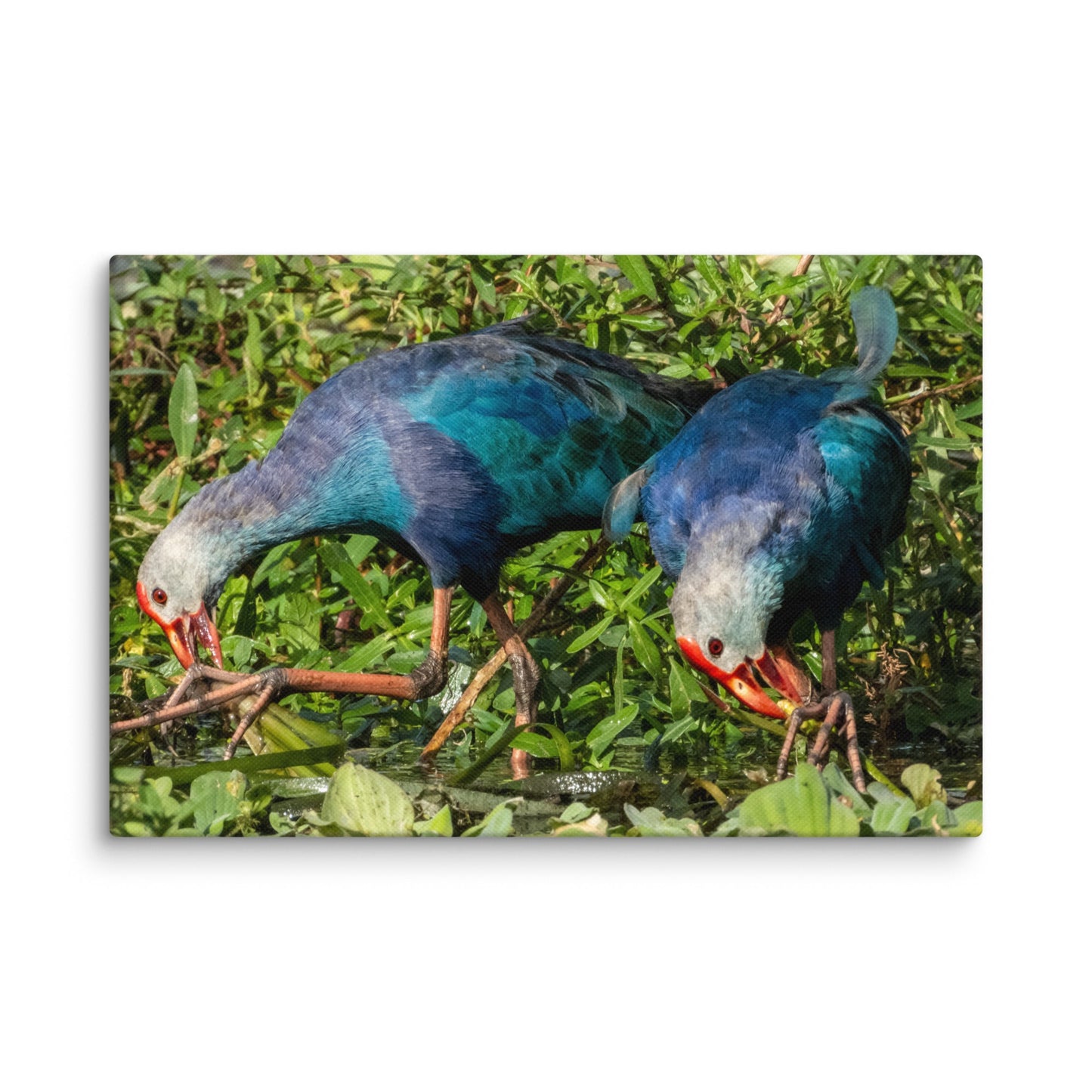 Purple Swamphen Wildlife Photography Print by LOMWILD - LOMWILD