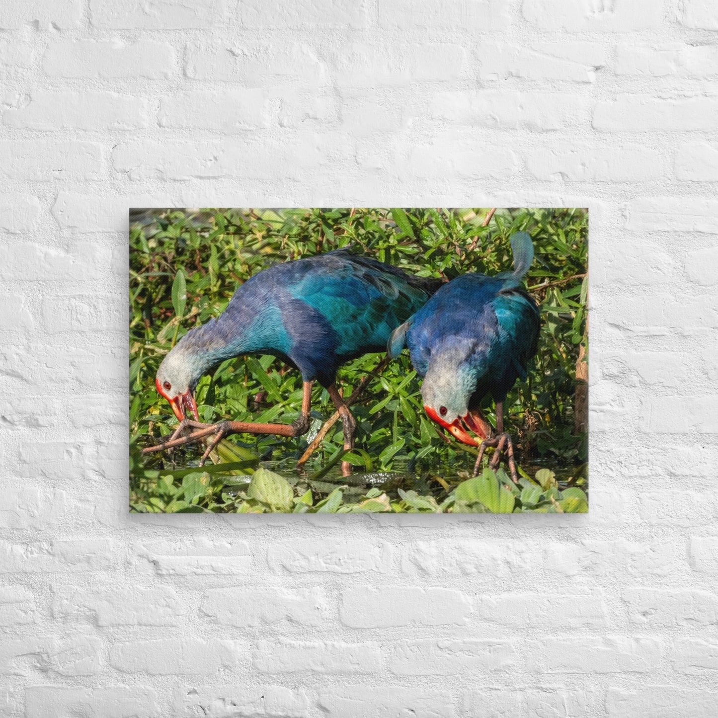 Purple Swamphen Wildlife Photography Print by LOMWILD - LOMWILD