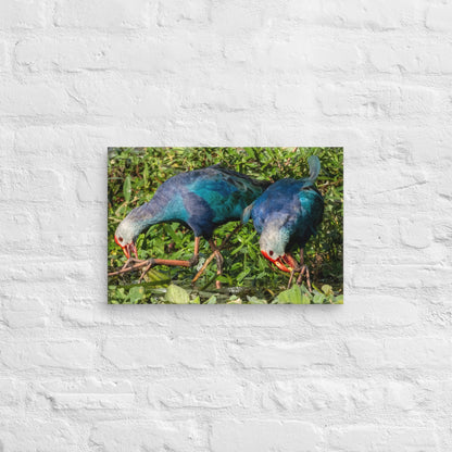 Purple Swamphen Wildlife Photography Print by LOMWILD - LOMWILD