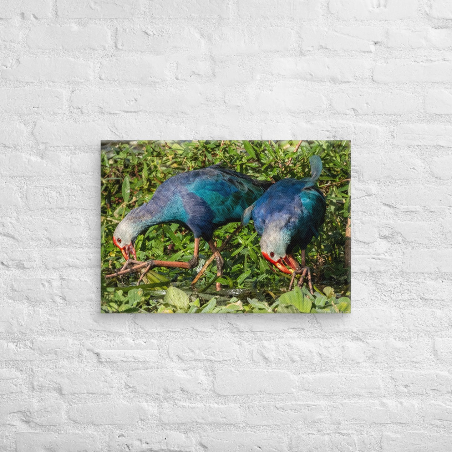 Purple Swamphen Wildlife Photography Print by LOMWILD - LOMWILD