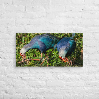 Purple Swamphen Wildlife Photography Print by LOMWILD - LOMWILD
