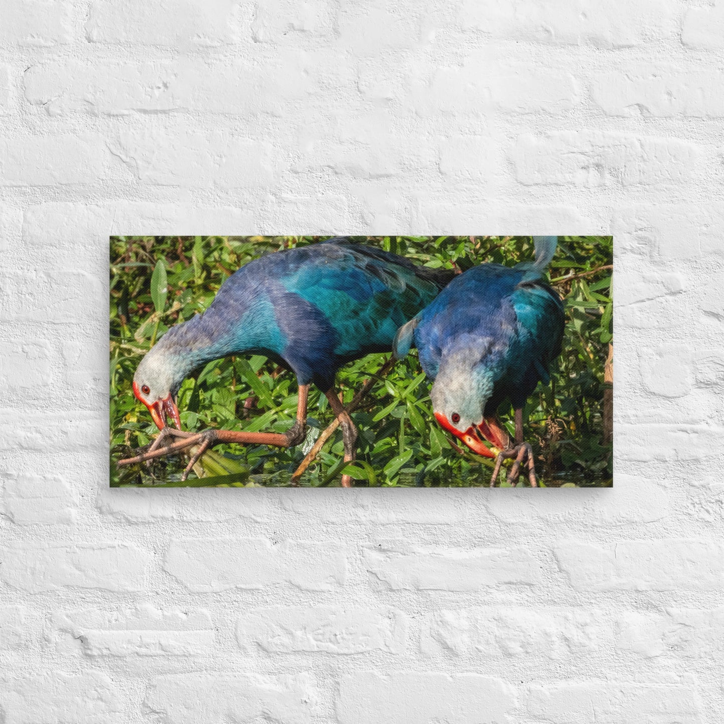 Purple Swamphen Wildlife Photography Print by LOMWILD - LOMWILD