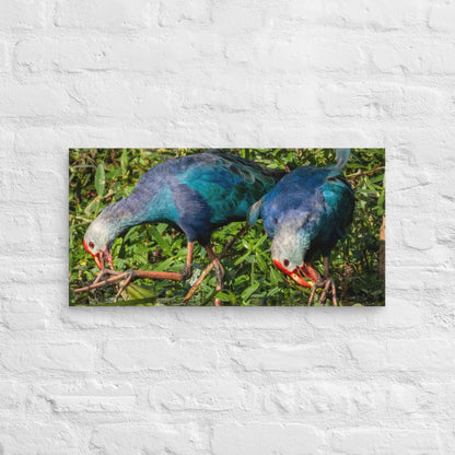 Purple Swamphen Wildlife Photography Print by LOMWILD - LOMWILD