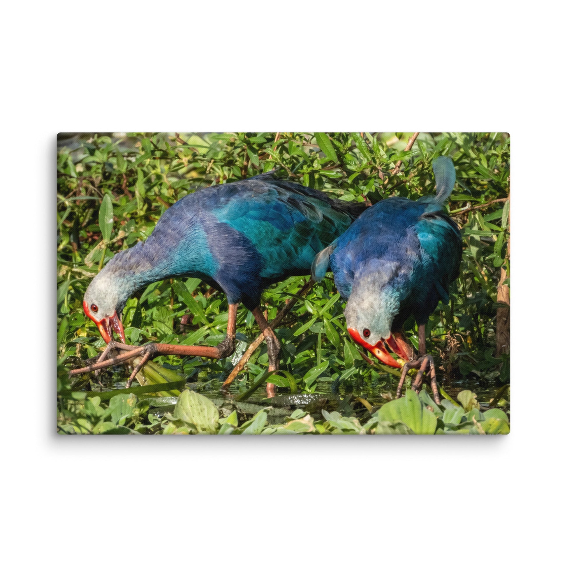 Purple Swamphen Wildlife Photography Print by LOMWILD - LOMWILD