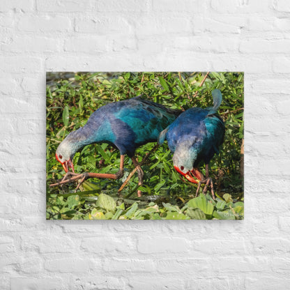 Purple Swamphen Wildlife Photography Print by LOMWILD - LOMWILD