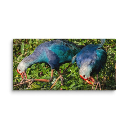 Purple Swamphen Wildlife Photography Print by LOMWILD - LOMWILD
