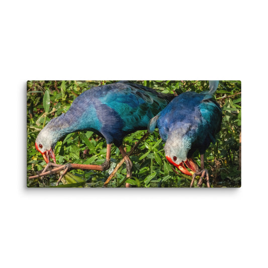 Purple Swamphen Wildlife Photography Print by LOMWILD - LOMWILD