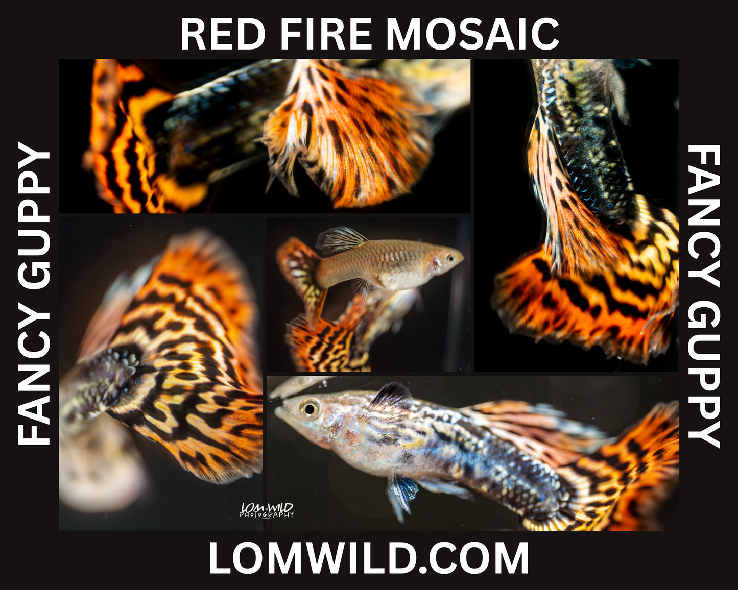 Red Fire Mosaic Fancy Guppy Male Trio - LOMWILD