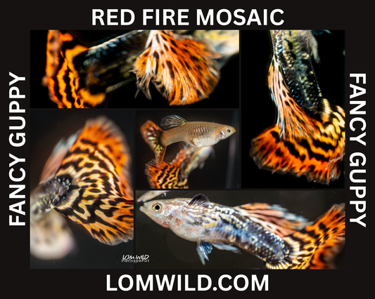 Red Fire Mosaic Fancy Guppy Male Trio - LOMWILD
