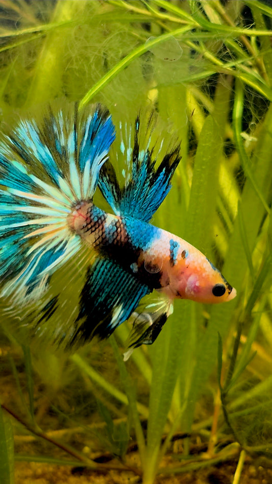 #138 High Quality Fancy Koi Marble Male Halfmoon Betta Fish LOMWILD Premium Line