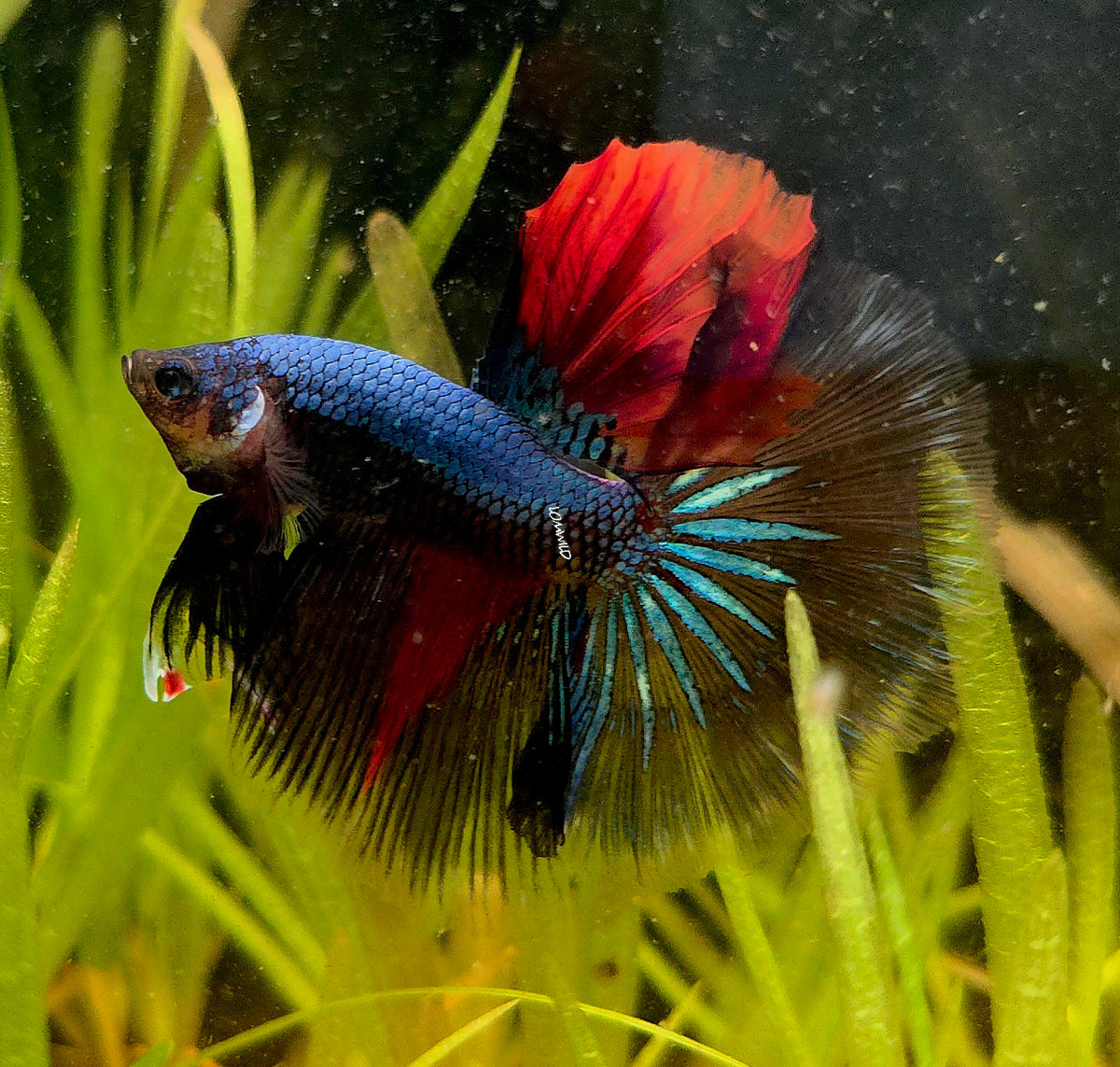 #134 Unique Fancy Male Hawk Betta Fish Premium LOMWILD Stock ONLY 1!