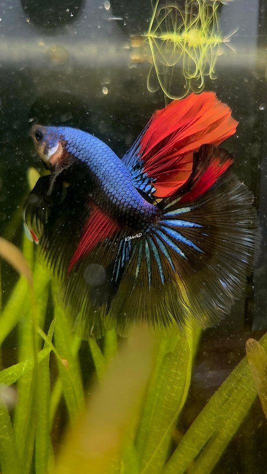 #134 Unique Fancy Male Hawk Betta Fish Premium LOMWILD Stock ONLY 1!