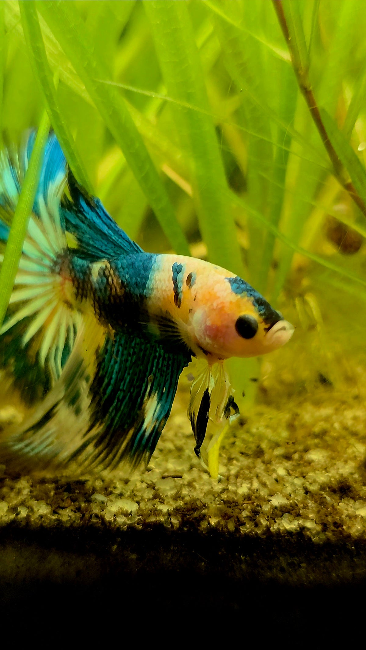 #138 High Quality Fancy Koi Marble Male Halfmoon Betta Fish LOMWILD Premium Line