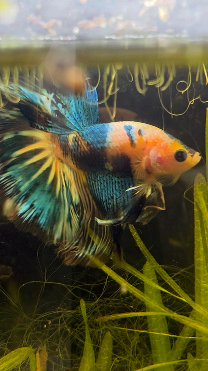 #138 High Quality Fancy Koi Marble Male Halfmoon Betta Fish LOMWILD Premium Line