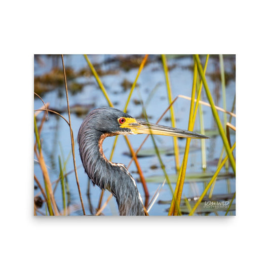 Tricolored Heron Among Wetland Reeds | Florida Wildlife Photography by LOMWILD - LOMWILD