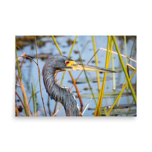 Tricolored Heron Among Wetland Reeds | Florida Wildlife Photography by LOMWILD - LOMWILD