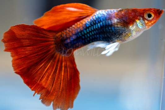 Tuxedo Koi Fancy Guppy Male Trio - LOMWILD