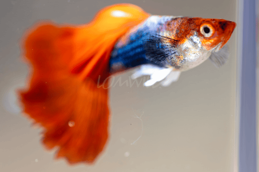 Tuxedo Koi Fancy Guppy Male Trio - LOMWILD