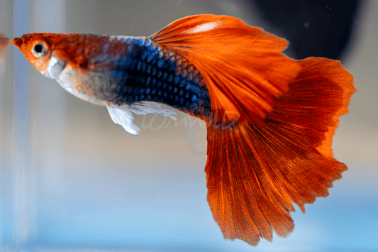 Tuxedo Koi Fancy Guppy Male Trio - LOMWILD