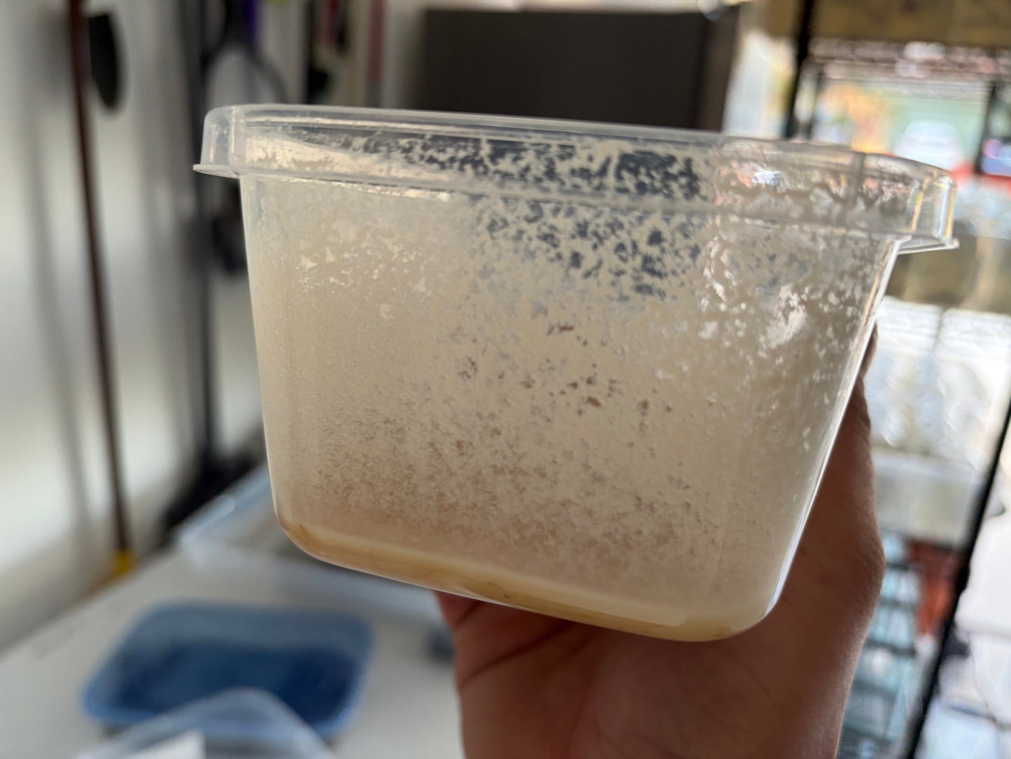 Vinegar Eels - LOMWILD