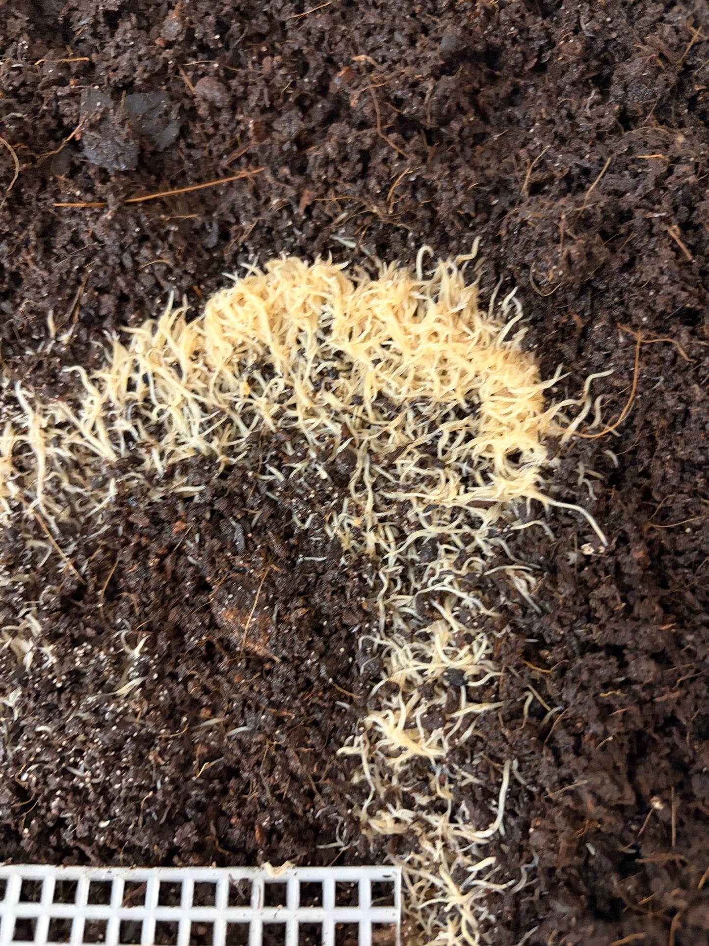White Worm Starter Culture - LOMWILD