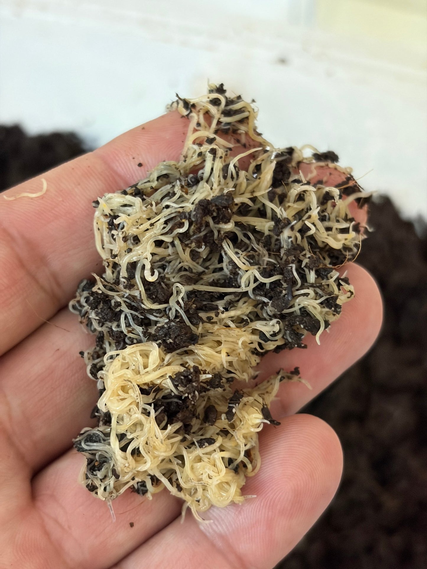 White Worm Starter Culture - LOMWILD
