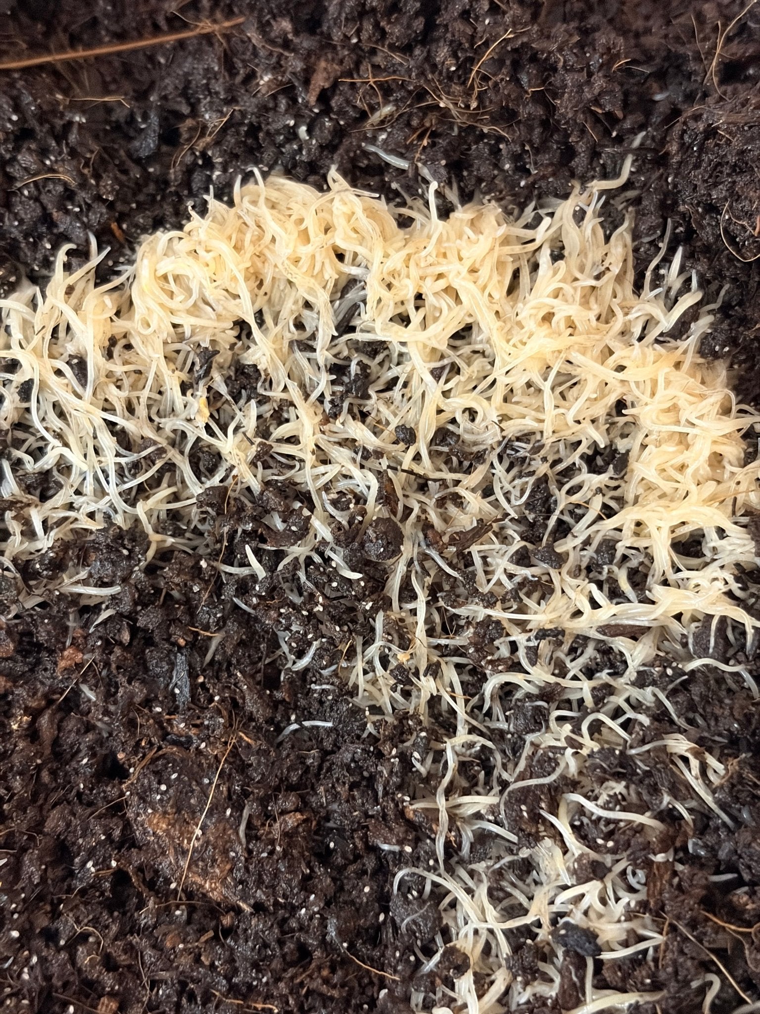 White Worm Starter Culture - LOMWILD