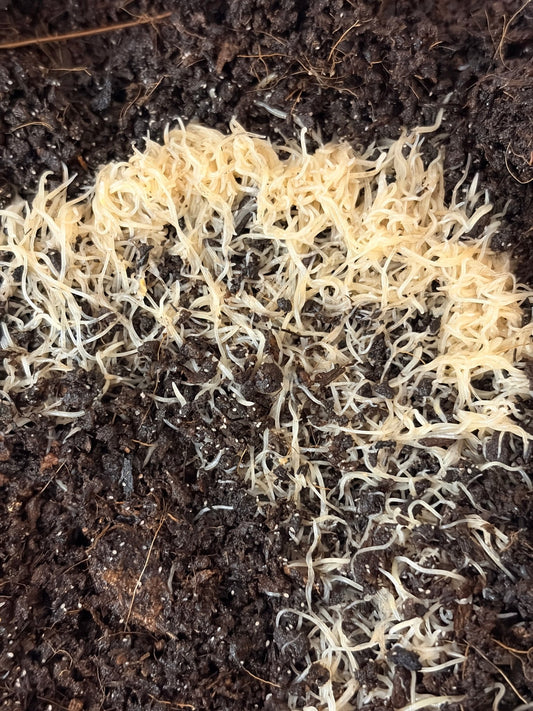 White Worm Starter Culture - LOMWILD